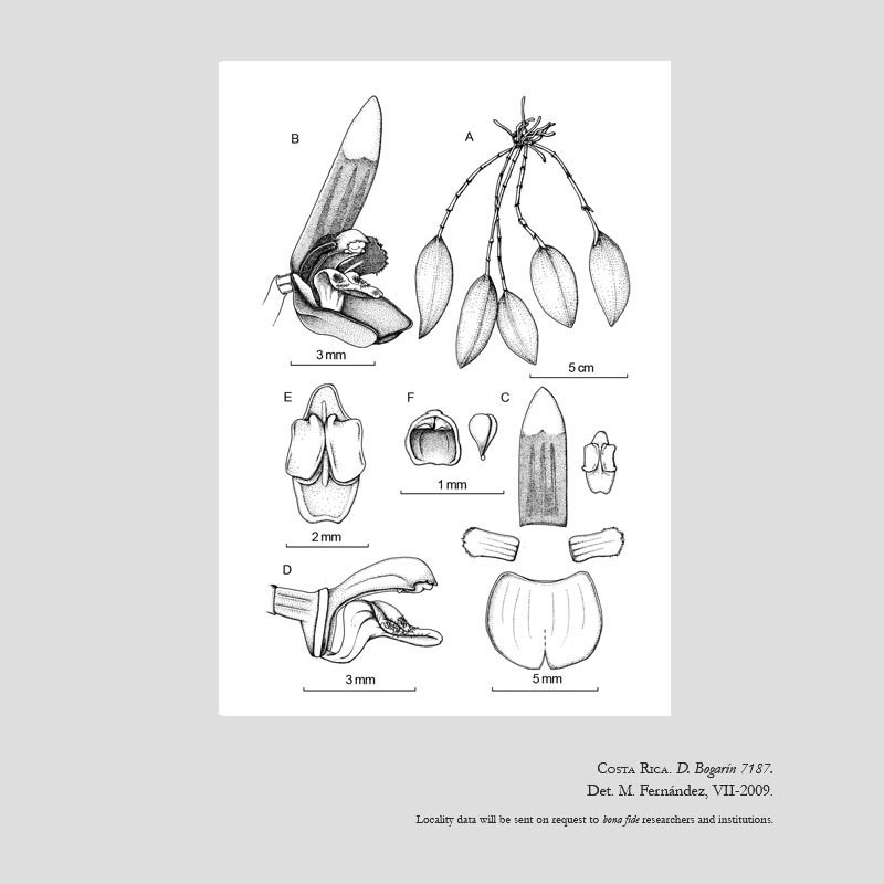 Trichosalpinx ringens